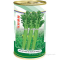 Good Price High Quality Celery Seed For Planting-South Tianjin Celery